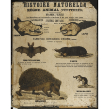 Tableaux muraux d'Histoire Naturelle. Règne animal. 3- Vertébrés : Système dentaire. Mammifères destructeurs d'insectes .