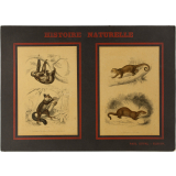 Histoire Naturelle : I- Cheiromys Aye-aye. 2- Bradype à dos brûlé / 1- Loutre. 2- Kinkajou.