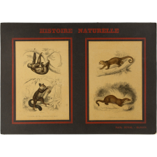 Histoire Naturelle : I- Cheiromys Aye-aye. 2- Bradype à dos brûlé / 1- Loutre. 2- Kinkajou.