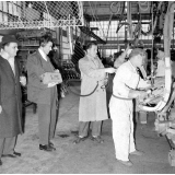 Régie Renault : la chaîne de montage des Dauphines