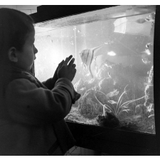 Ecole maternelle d'Aubervilliers : l'aquarium