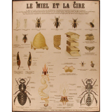 Tableaux muraux : 2ème Série : Insectes utiles. 87- Le miel et la cire.