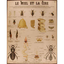 Tableaux muraux : 2ème Série : Insectes utiles. 87- Le miel et la cire.