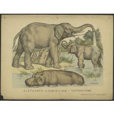 Eléphants : la toilette de la famille. Hippotame.