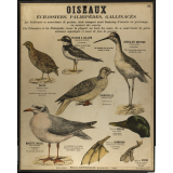 Tableaux muraux : 2ème Série. Animaux utiles et nuisibles : 98- Oiseaux.