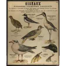 Tableaux muraux : 2ème Série. Animaux utiles et nuisibles : 98- Oiseaux.