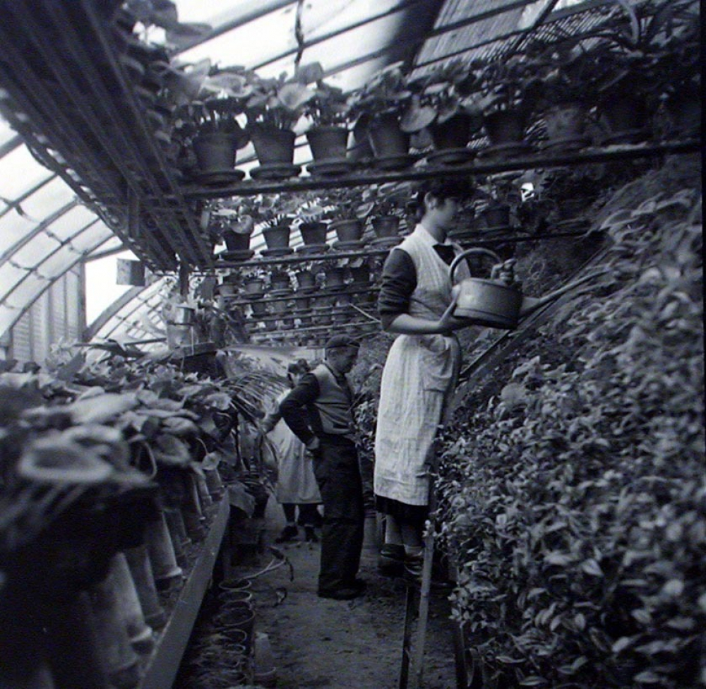 Institution publique d'éducation surveillée : la section horticole. L'entretien des plantes dans la serre chaude.
