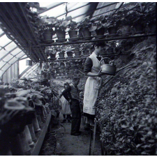 Institution publique d'éducation surveillée : la section horticole. L'entretien des plantes dans la serre chaude.