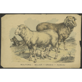 Moutons : bélier - brebis - agneau.