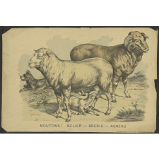 Moutons : bélier - brebis - agneau.