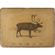 Tableau mural. Enseignement par les yeux : Animaux. 2ème Série. Renne (ordre des Ruminants, bovidés).