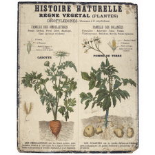 Tableaux muraux d'Histoire Naturelle. Règne végétal. 11- Plantes : Dicotylédones .