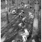 Colonie sanitaire de Montboissier : chemin dans la forêt
