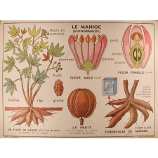 Tableaux de sciences. Les plantes alimentaires exotiques : N°1. Le manioc / N°2. Le riz.