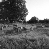 Jeunesse au plein air : colonie de Saumanes, vue d'un pré avec des moutons