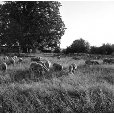 Jeunesse au plein air : colonie de Saumanes, vue d'un pré avec des moutons