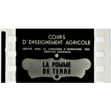La Pomme de terre.