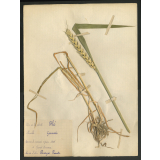 Cahier de leçons de choses. Herbier. 