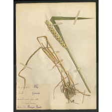 Cahier de leçons de choses. Herbier. 