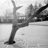 Ecole de plein air : la cour de l'école : un arbre : deux élèves