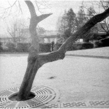 Ecole de plein air : la cour de l'école : un arbre : deux élèves