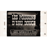 Poissons d'eau douce.