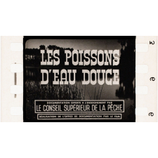 Poissons d'eau douce.