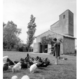Coopératives scolaires : école de Thil, élevage de poules