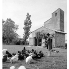 Coopératives scolaires : école de Thil, élevage de poules