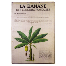 Tableau mural. La banane des colonies françaises.