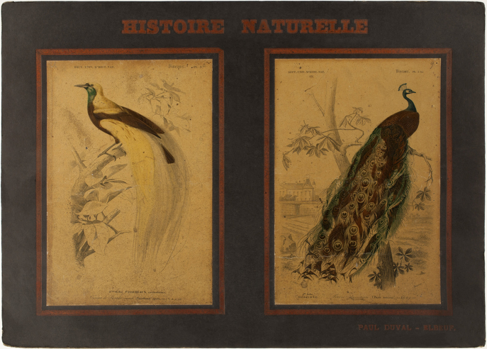 Histoire Naturelle : Oiseaux. 2ème ordre : Passereaux. Conirostres : Pl. 3 bis - Oiseau de Paradis émeraude. Gallinacées : Pl. 5 bis- Paon domestique.