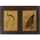 Histoire Naturelle : Oiseaux. 2ème ordre : Passereaux. Conirostres : Pl. 3 bis - Oiseau de Paradis émeraude. Gallinacées : Pl. 5 bis- Paon domestique.