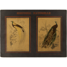 Histoire Naturelle : Oiseaux. 2ème ordre : Passereaux. Conirostres : Pl. 3 bis - Oiseau de Paradis émeraude. Gallinacées : Pl. 5 bis- Paon domestique.