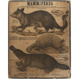 Tableaux muraux : 2ème Série. Animaux utiles et nuisibles : Mammifères : 99- Marsupiaux. Monotrèmes. Édentés.