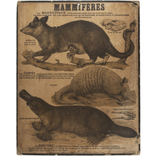 Tableaux muraux : 2ème Série. Animaux utiles et nuisibles : Mammifères : 99- Marsupiaux. Monotrèmes. Édentés.