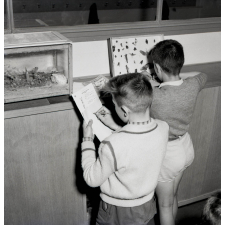 Coopératives scolaires : école d'Argenteuil, collection d'insectes