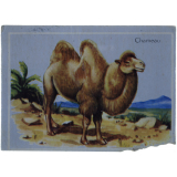 Animaux : le chameau