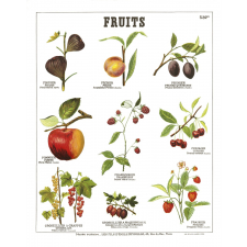 Tableau mural : Fruits. N° 532bis.