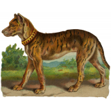 Images à collectionner. Animaux. 