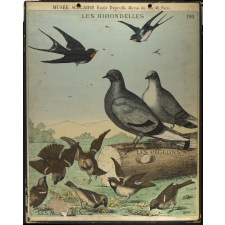 Tableaux muraux. 120- Les hirondelles, les moineaux, les pigeons.