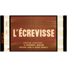 L'Ecrevisse.