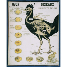 Tableaux muraux. : 2ème Série. Animaux utiles et nuisibles : Oiseaux : 94- Squelette d'oiseau. Œuf à ses divers degrés d'incubation.