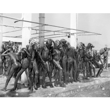 Exposition à l'IPN, 1955 : élèves de Pitoa