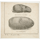 La Culture des pommes de terre.