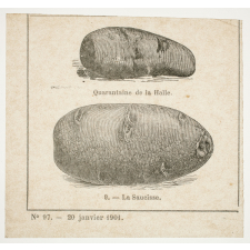 La Culture des pommes de terre.