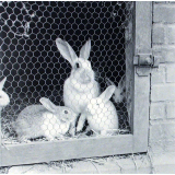 Institution publique d'éducation surveillée : l'élevage des lapins.