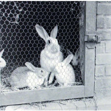 Institution publique d'éducation surveillée : l'élevage des lapins.