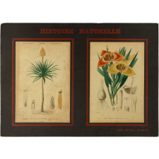 Histoire Naturelle : Botanique : Monocotylédones. Pl. 13- Liliacées : Aloès à cornes de Bélier. Pl droite- Iridées : Trigidie (Mexique).