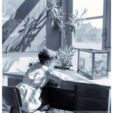 Ecole primaire de la Seine : l'observation de poissons dans un aquarium.