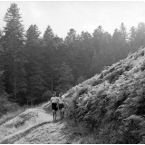 Colonie sanitaire de Montboissier : la forêt